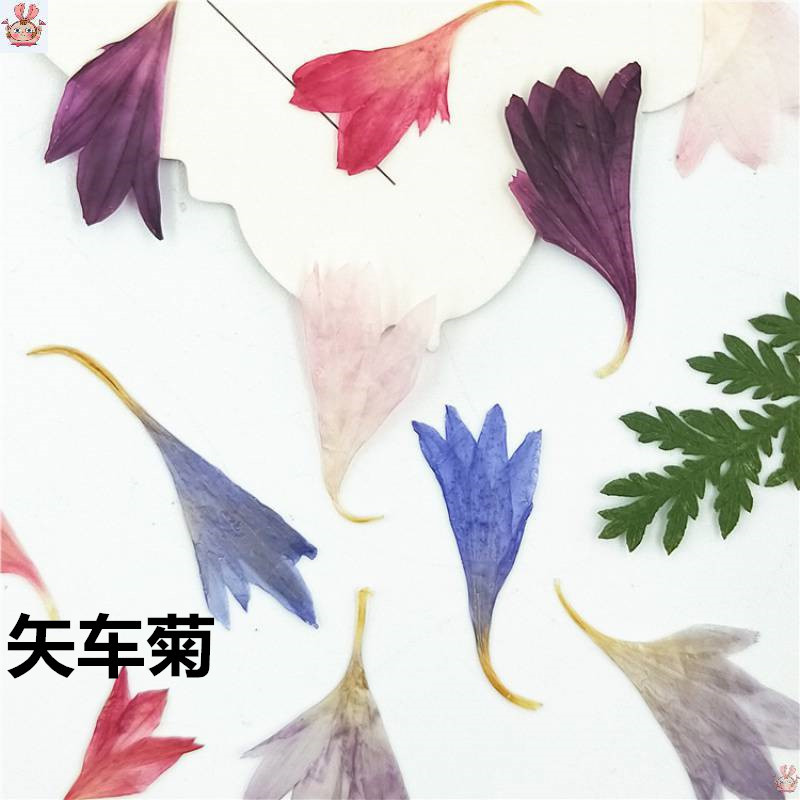 20 Plant Specimens of Cornflow - Resin Art Baby 评论和价格