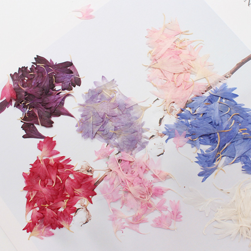 20 Plant Specimens of Cornflow - Resin Art Baby 评论和价格