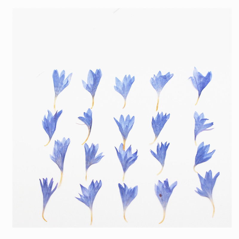 60pcs Mini Pressed Dried Flowe - Resin Art Baby 评论和价格